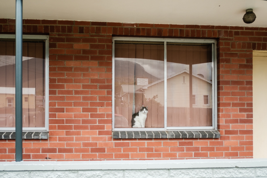 Cat sitting on the inside window of a house of a house
