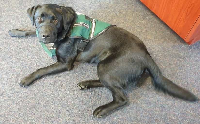 Therapy dog ‘Amie’ works at Anglicare's mental health facility in Rocherlea, Launceston.