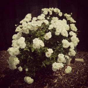 beautiful bush with white roses in full bloom