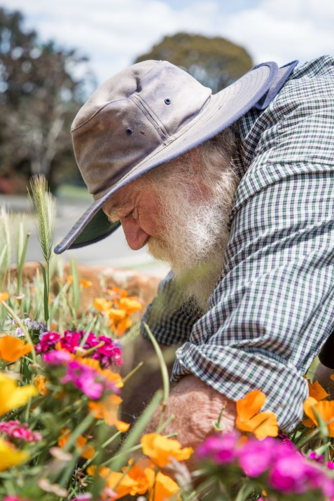 Man with a grey beard, a round brim hat, looks dirty and warn. Wearing a checkered shirt with rolled up sleeves. He is learning over into a garden bed that has blooming flowers. Pink. Orange.