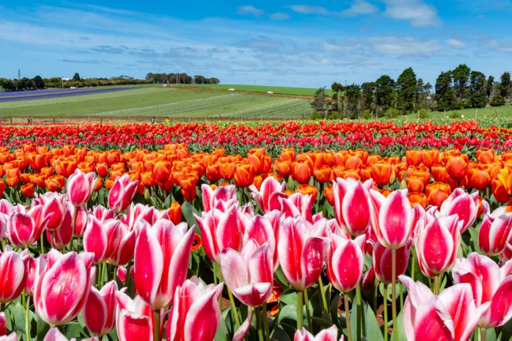 paddocks of blooming tulips. Orange. Pink. Red. Red and White. Stunning.