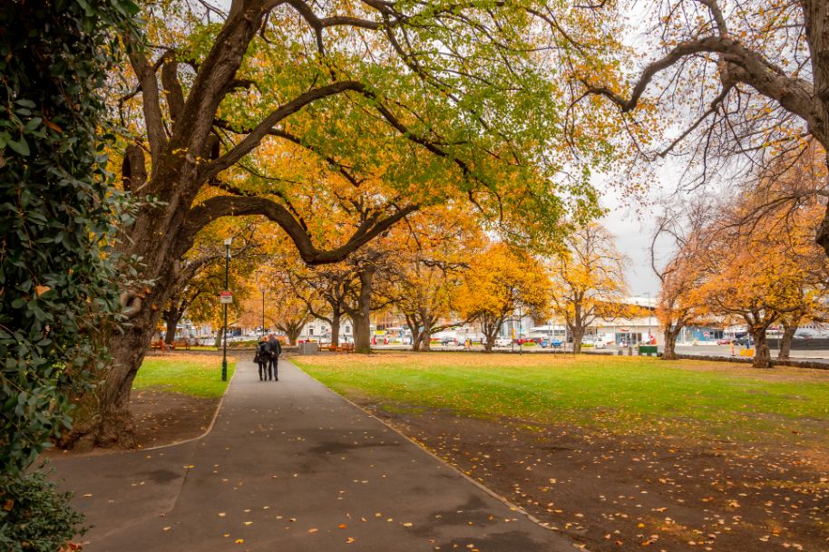 Couple walking under trees on parliament lawns in Hobart. Leaves are turning yellow and gold as it is Autumn. No one else around.