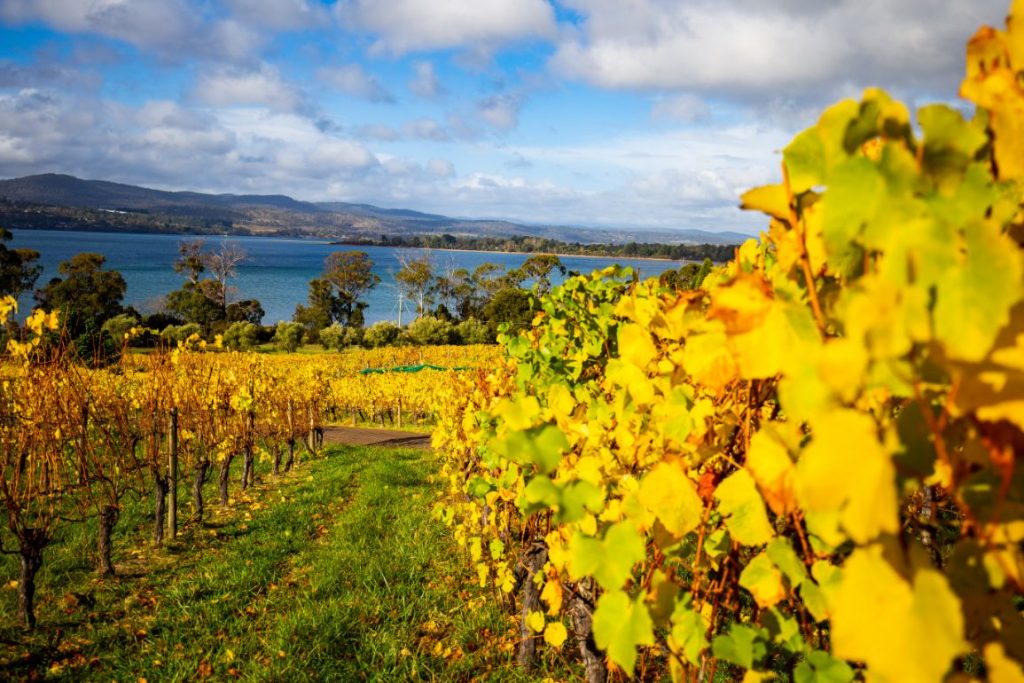 Wine vines overlooking the Huon River, Huon Valley. Leaves of vines are going yellow and gold and falling on the ground. Autumn.
