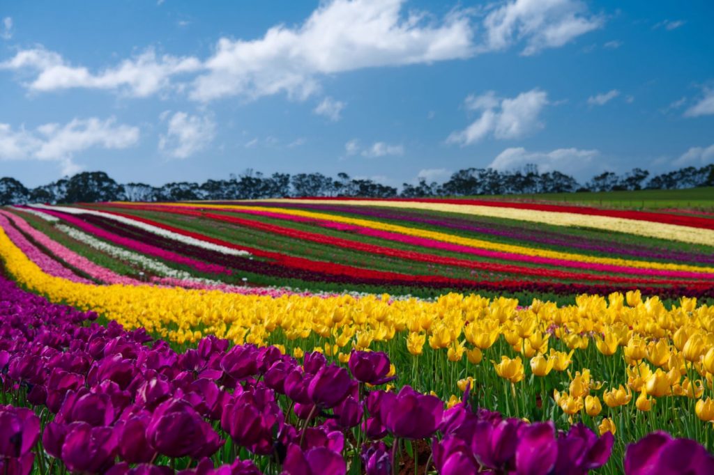 Rows and rows of spring flowers. Purple, yellow, pink, white, red.