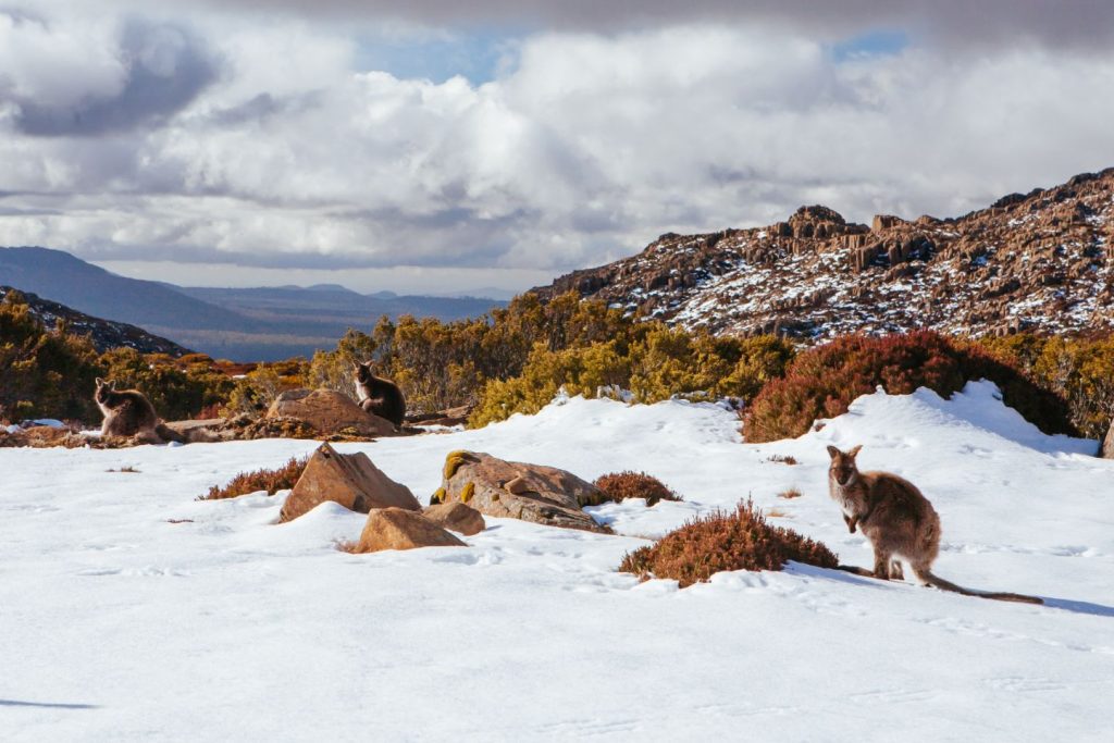 a group of wallabies standing in the snow in the Tasmanian wilderness.