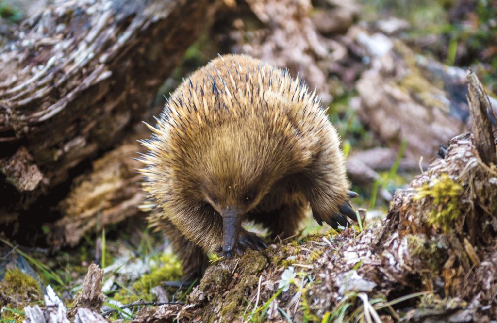 Echidna walking in bush.