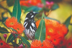 New Holland Honeyeater