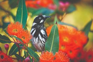 New Holland Honeyeater