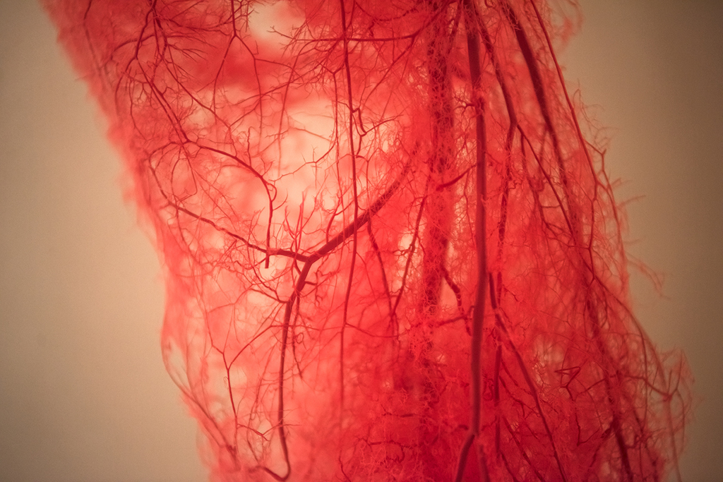 an image showing the veins in an arm